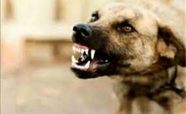 बिहार दबिश देने पहुंची कानपुर सेंट्रल पुलिस टीम पर हमला, दरोगा का सिर फोड़ कुत्ते से कटवाया