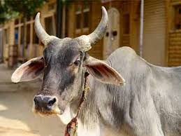 खेत में रात को रखवाली करने गए व्यक्ति की सांड ने ली जान खेत में रात को रखवाली करने गए व्यक्ति की सांड ने ली जान