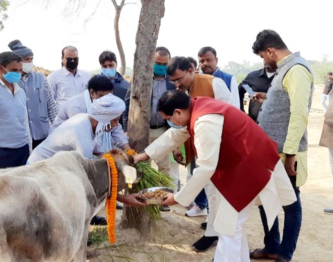 गोपाष्टमी पर गौ वंशों का हुआ पूजन गोपाष्टमी पर गौ वंशों का हुआ पूजन