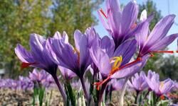 केसर की सुगंध से महका कश्मीर केसर की सुगंध से महका कश्मीर