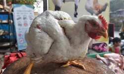 परधानी के चुनाव : चिरई बोखार के हल्ला मचल बा!