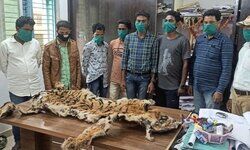 छत्तीसगढ़: बाघ की खाल लेकर महाशिवरात्रि में अनुष्ठान करने पहुंचे 5 पुलिस वालों समेत आठ गिरफ्तार छत्तीसगढ़: बाघ की खाल लेकर महाशिवरात्रि में अनुष्ठान करने पहुंचे 5 पुलिस वालों समेत आठ गिरफ्तार