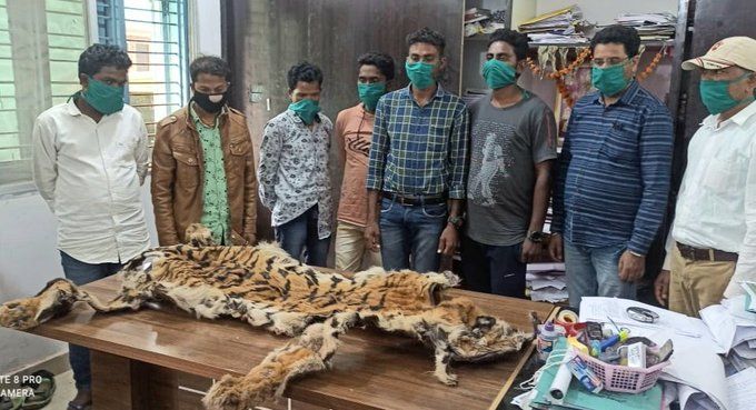 छत्तीसगढ़: बाघ की खाल लेकर महाशिवरात्रि में अनुष्ठान करने पहुंचे 5 पुलिस वालों समेत आठ गिरफ्तार