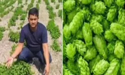 बिहार में हो रही हॉप-शूट्स सब्जी की खेती, दाम- 1 लाख रुपए प्रति किलो बिहार में हो रही हॉप-शूट्स सब्जी की खेती, दाम- 1 लाख रुपए प्रति किलो
