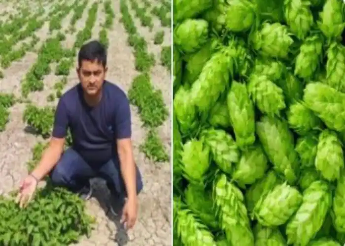 बिहार में हो रही हॉप-शूट्स सब्जी की खेती, दाम- 1 लाख रुपए प्रति किलो