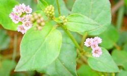 पुनर्नवा!