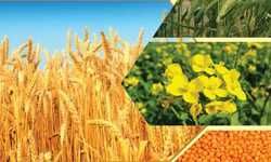 मोदी सरकार ने गेहूं, चना, सरसों समेत रबी की फसलों का न्‍यूनतम समर्थन मूल्‍य बढ़ाया