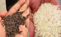 विदेश में फैलेगी काला नमक चावल की सुगंध, कोड से होगी पहचान विदेश में फैलेगी काला नमक चावल की सुगंध, कोड से होगी पहचान