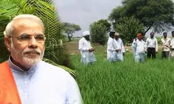 मोदी कैबिनेट ने किसानों को दिया तोहफा, पीएम फसल योजना का आवंटन बढ़ा, DAP पर अतिरिक्त सब्सिडी