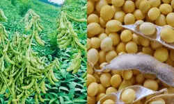 खाने में शामिल कर लें ये 2 शाकाहारी चीजें, अंडे से कहीं ज्यादा पाया जाता है प्रोटीन