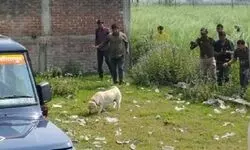 खेत में मिला बच्ची का पैर व जबड़ा, खेलते-खेलते घर से लापता हो गई थी