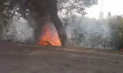 मुजफ्फरनगर: पेड़ से टकराने के बाद CNG कार में लगी आग, होली खेलने निकले 2 दोस्त जिंदा जले