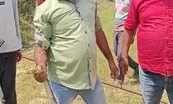 करनपुर में नाली में निकले एक जोड़ी अजगर को वन विभाग की टीम ने पकड़ा