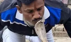 рдмрд┐рд╣рд╛рд░ рдореЗрдВ рд╕рд╛рдВрдкреЛрдВ рдХреЗ рдорд╕реАрд╣рд╛ рдХреЛ рд╕рд╛рдВрдк рдиреЗ рд╣реА рдбрд╕ рд▓рд┐рдпрд╛, рд╣реЛ рдЧрдИ рджрд░реНрджрдирд╛рдХ рдореМрдд рдмрд┐рд╣рд╛рд░ рдореЗрдВ рд╕рд╛рдВрдкреЛрдВ рдХреЗ рдорд╕реАрд╣рд╛ рдХреЛ рд╕рд╛рдВрдк рдиреЗ рд╣реА рдбрд╕ рд▓рд┐рдпрд╛, рд╣реЛ рдЧрдИ рджрд░реНрджрдирд╛рдХ рдореМрдд