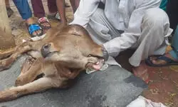 दो मुंह-तीन आंख… गाय ने अजीब बछड़े को दिया जन्म, लोग बोले- ‘ये चमत्कार है’ दो मुंह-तीन आंख… गाय ने अजीब बछड़े को दिया जन्म, लोग बोले- ‘ये चमत्कार है’