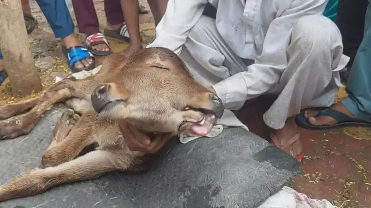 दो मुंह-तीन आंख… गाय ने अजीब बछड़े को दिया जन्म, लोग बोले- ‘ये चमत्कार है’ दो मुंह-तीन आंख… गाय ने अजीब बछड़े को दिया जन्म, लोग बोले- ‘ये चमत्कार है’