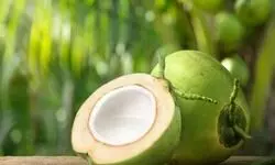 बहराइच में तेजी से फैल रहे हरे नारियल विक्रेताओं की जाँच की मांग हुई तेज