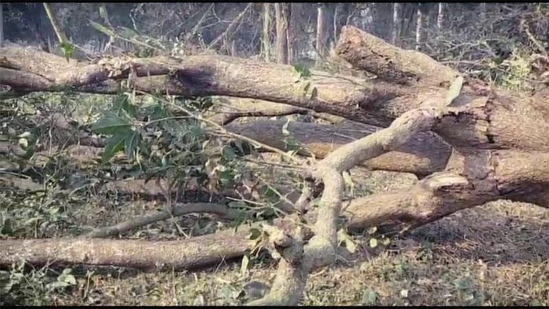 हरे पेड़ों पर ‘आरा’ का खेल – उद्यान विभाग में हरी लूट