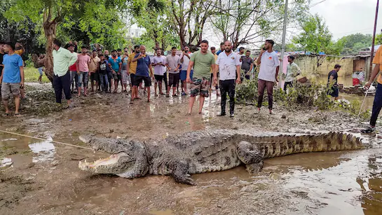 वडोदरा में मगरमच्छों का बढ़ता आतंक, 442 की हुई संख्या