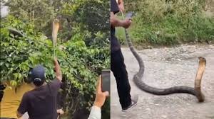 भाऊवाला गांव में किंग कोबरा ने मचाई दहशत; झाड़ियों में छिपा नागराज इस तरह हुआ रेस्क्यू भाऊवाला गांव में किंग कोबरा ने मचाई दहशत; झाड़ियों में छिपा नागराज इस तरह हुआ रेस्क्यू