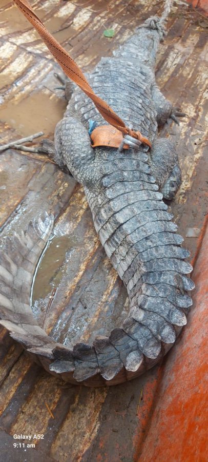 घर के दरवाजे पर मिला मगरमच्छ, ग्रामीणों ने चारपाई व रस्सी से काबू किया घर के दरवाजे पर मिला मगरमच्छ, ग्रामीणों ने चारपाई व रस्सी से काबू किया