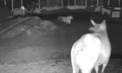 सीतापुर की गौशाला में फिर घुसा तेंदुआ, ग्रामीणों में दहशत का माहौल सीतापुर की गौशाला में फिर घुसा तेंदुआ, ग्रामीणों में दहशत का माहौल