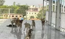 जंघई जंक्शन के फुट ओवर ब्रिज पर आवारा कुत्तों का कब्जा, यात्रियों में बढ़ी दहशत - सुबह-शाम चलना दूभर, सुरक्षा व्यवस्था पर उठे सवाल जंघई जंक्शन के फुट ओवर ब्रिज पर आवारा कुत्तों का कब्जा, यात्रियों में बढ़ी दहशत - सुबह-शाम चलना दूभर, सुरक्षा व्यवस्था पर उठे सवाल