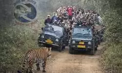 रणथंभौर की जंगल सफारी में रोमांचक पल : प्रियंका गांधी की जिप्सी के सामने आया बाघ, सुरक्षित रहा पूरा घटनाक्रम