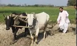 खेत में हल चलाकर विधायक सुभाष त्रिपाठी ने दिया किसानों को आधुनिक खेती का संदेश