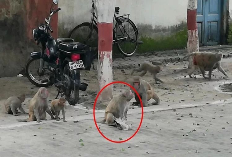 बच्चे को बचाने के लिए बंदरों ने शिकारी बाज को दबोचा, फिर पटक कर मार डाला