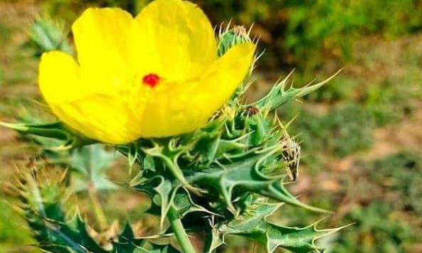 असंख्य घात-प्रतिघातों के बीच युगों बाद एक आशा की किरण, कश्मीर में 74 वर्ष के पण्डित रौशनलाल मावा ने 30 वर्षों बाद अपनी बन्द दुकान दुबारा खोली