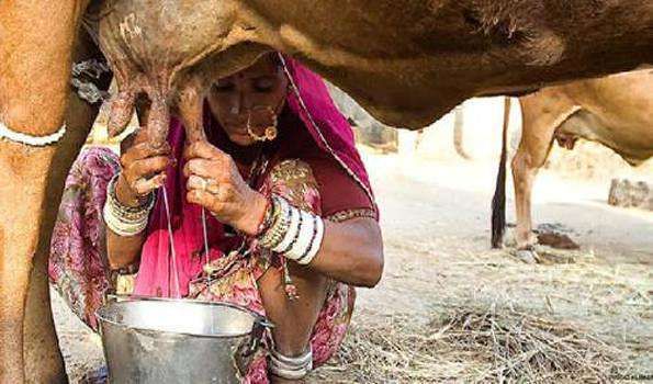 (विश्व दूध दिवस पर विशेष) करोना संक्रमण और लॉक डाउन का दूध उत्पादन पर प्रभाव - प्रोफेसर (डॉ.) योगेन्द्र यादव