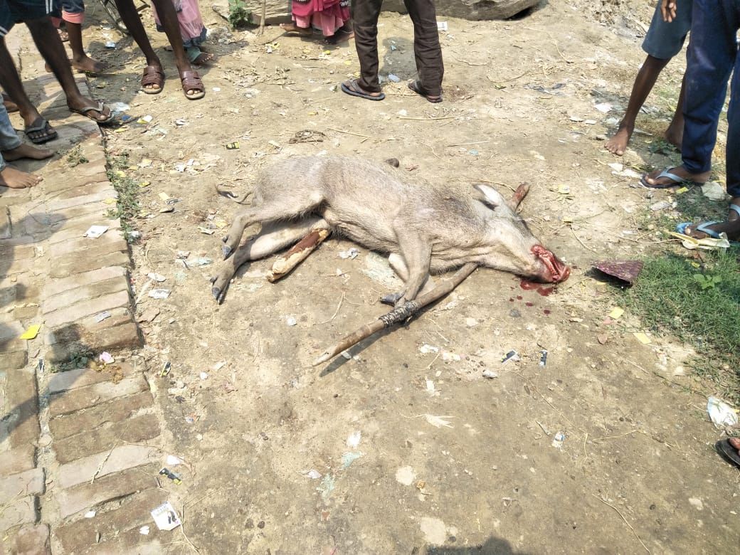 चंदौली-- वन सुअर के हमले में दो ग्रामीण ज़ख्मी खेत मे काम कर रहें किसान को किया ज़ख्मी आक्रोशित ग्रामीणों ने घेर कर वन सुवर को लाठी डंडे से पीटकर मार डाला