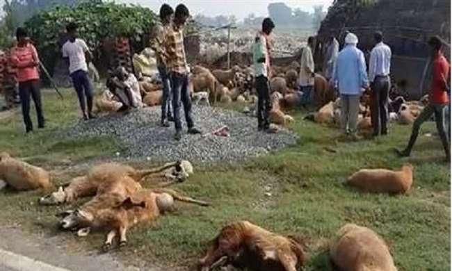 कुशीनगर में बेलगाम वाहन ने पशुओं को रौंदा, 100 से ज्यादा भेड़ों की मौत