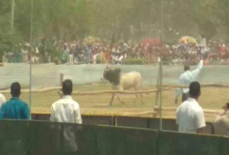 अखिलेश-मायावती का हेलीकाॅप्टर उतरने से पहले ही रैली स्थल के हेलीपैड पर पहुंचा सांड, मच गई भगदड़