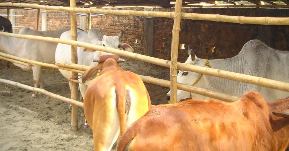 लॉक डाउन : ग्रामीण पशुपालकों के सामने रोजी-रोटी का संकट और पशुओं के भूखे मरने के हालात – प्रोफेसर डॉ. योगेन्द्र यादव लॉक डाउन : ग्रामीण पशुपालकों के सामने रोजी-रोटी का संकट और पशुओं के भूखे मरने के हालात – प्रोफेसर डॉ. योगेन्द्र यादव