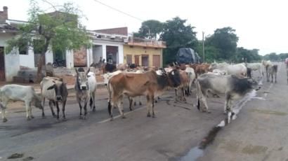 पालतू गाय के हमले से महिला घायल