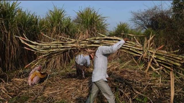गन्ना किसानों को राहत: एफआरपी रुपये 275 प्रति क्विंटल हुआ गन्ना किसानों को राहत: एफआरपी रुपये 275 प्रति क्विंटल हुआ