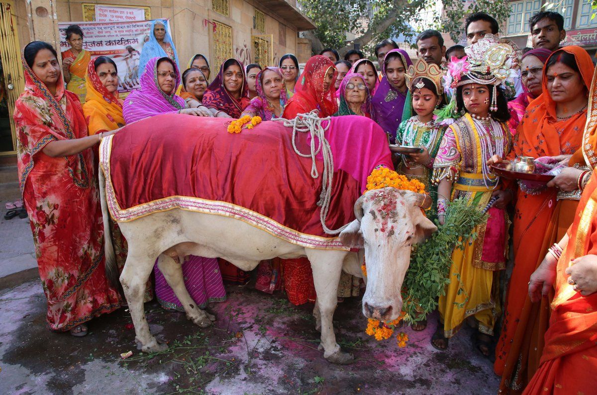 मथुरा-जगह जगह हो रहे है गौपूजा का आयोजन,वृन्दावन में विदेशी भक्तों ने की गौमाता की पूजा,नंदगांव में परम्परागत रूप से मनाई जा रही गोपाष्टमी