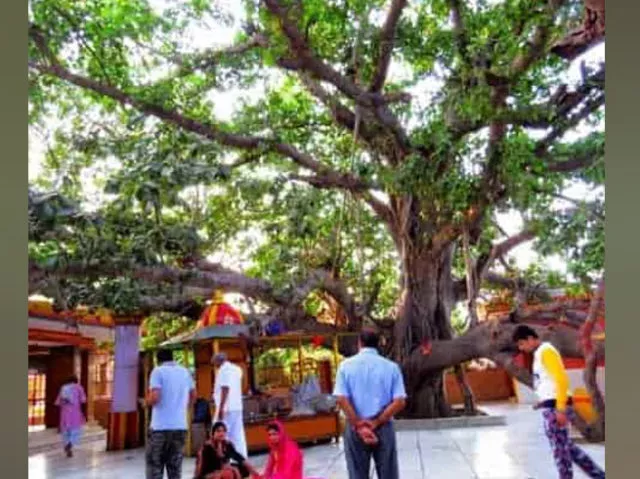 ज्येष्ठ शुक्ल पूर्णिमा, वट पूर्णिमा जानें कथा, मुहूर्त और पूजा विधि ज्येष्ठ शुक्ल पूर्णिमा, वट पूर्णिमा जानें कथा, मुहूर्त और पूजा विधि