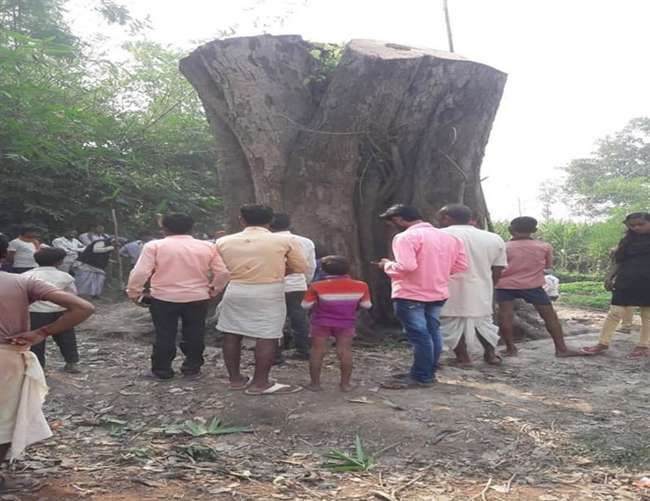 सीतापुर में जमीन पर पड़ा पीपल का पेड़ अचानक हो गया खड़ा