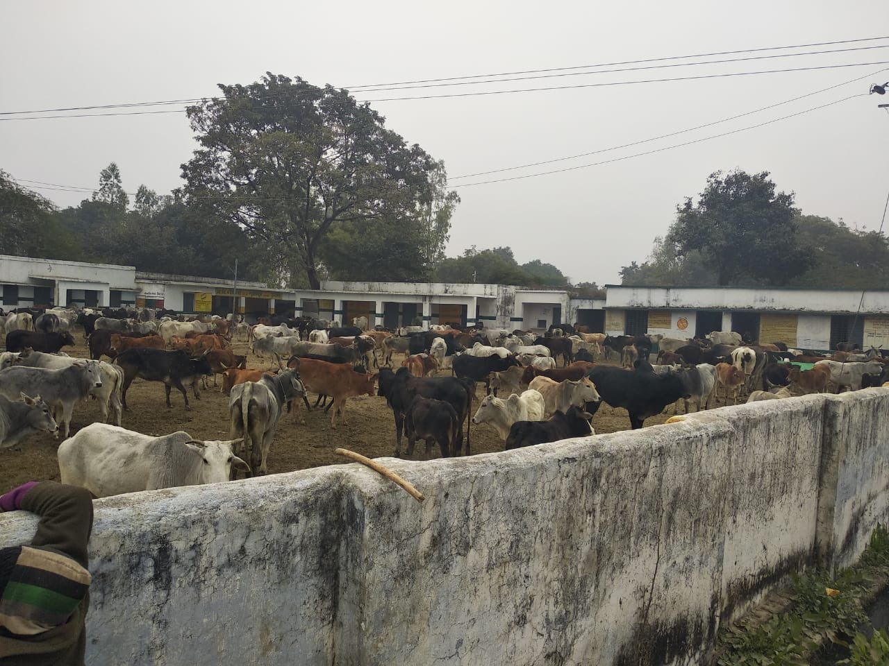 उन्नाव : आवारा पशुओं को विद्यालय में बंद करने पर पुलिस ने की पिटाई, ग्रामीणों में भारी आक्रोश। उन्नाव : आवारा पशुओं को विद्यालय में बंद करने पर पुलिस ने की पिटाई, ग्रामीणों में भारी आक्रोश।