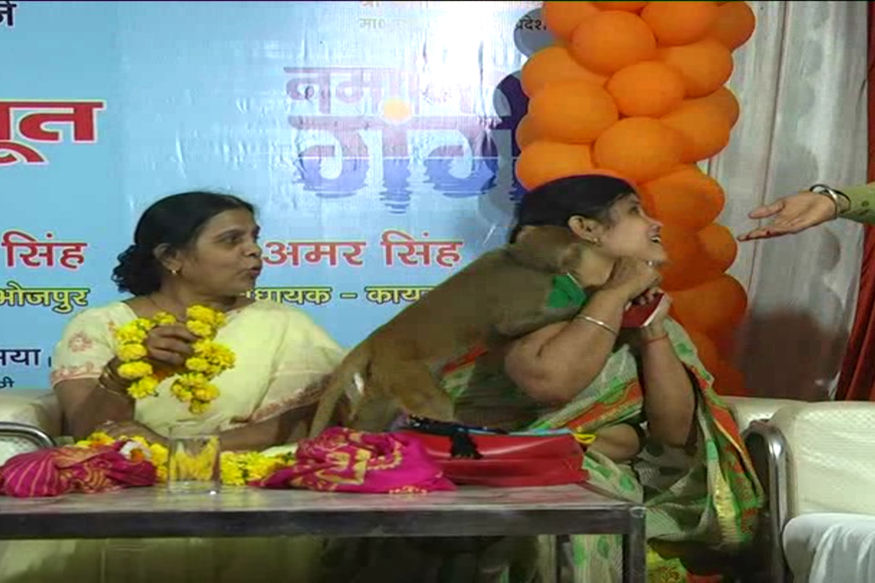 कवि सम्मेलन के मंच पर पहुंचकर बंदर ने कवयित्री से की छेड़छाड़