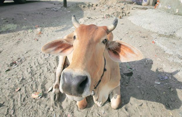 पश्चिम बंगाल: गाय चोरी का लगा आरोप, भीड़ ने पीट-पीटकर ले ली तीन मुस्लिम लोगों की जान पश्चिम बंगाल: गाय चोरी का लगा आरोप, भीड़ ने पीट-पीटकर ले ली तीन मुस्लिम लोगों की जान