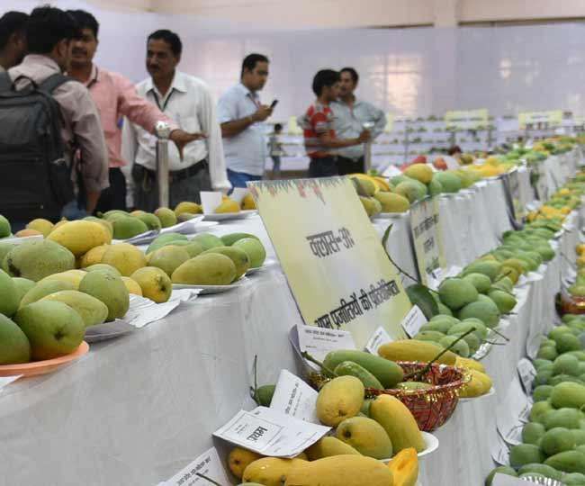 एक हजार मीट्रिक टन आम के निर्यात का लक्ष्य एक हजार मीट्रिक टन आम के निर्यात का लक्ष्य