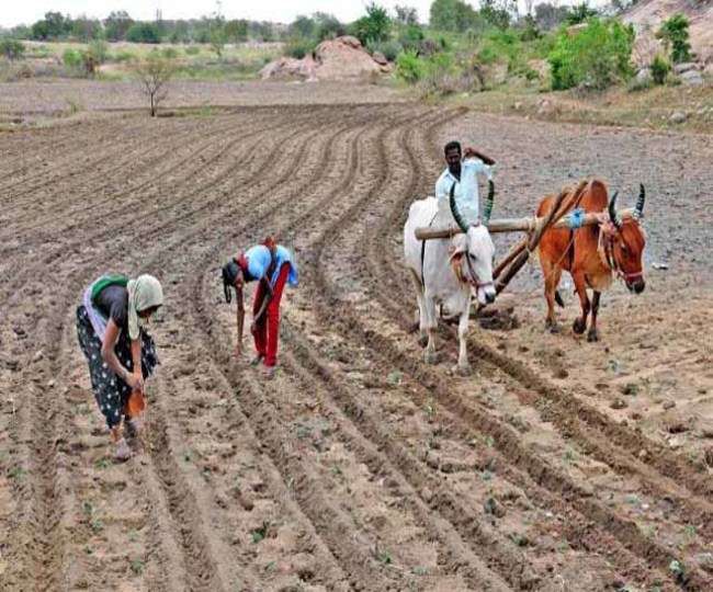 किसानों के पैसे से बीमा कंपनी हुई मालामाल किसानों के पैसे से बीमा कंपनी हुई मालामाल