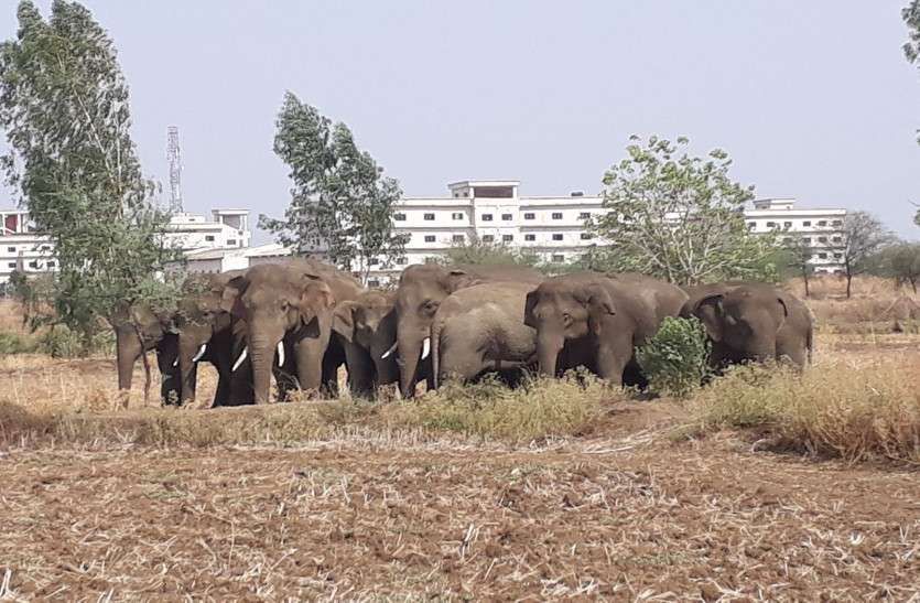 बढ़ते शहरीकरण के कारण जंगल कटे, हाथी मनुष्य पर आक्रमक हो गये