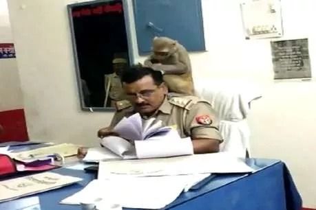 कोतवाल के सिर पर चढ़ बैठा बंदर, 20 मिनट तक ढूंढ़ता रहा जुएं