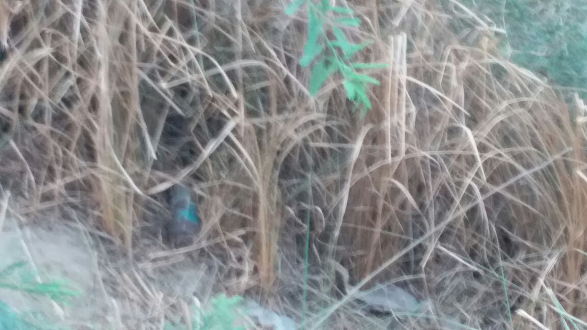 वाराणसी -- चिरईगांव गांव में मिला रॉकेट लांचर,    मौके पर पहुँचा बम निरोधक दस्ता की टीम। छानबीन में जुटी...