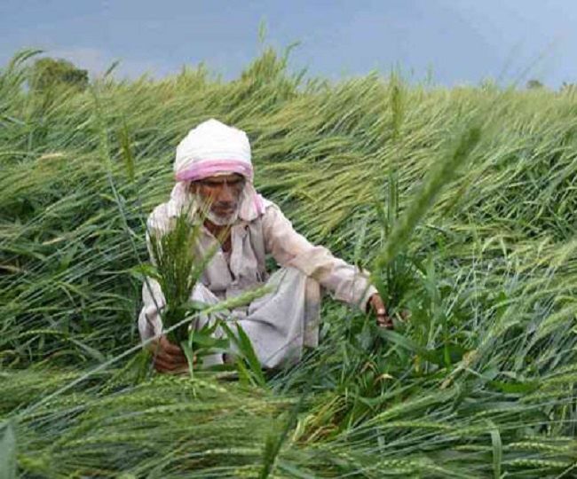 ओले से फसलों को भारी नुकसान, बिजली गिरने से एक की मौत ओले से फसलों को भारी नुकसान, बिजली गिरने से एक की मौत